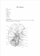 MCA infarction